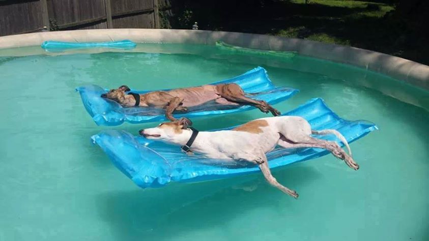 Cute Doggies floating in a pool on air mattresses