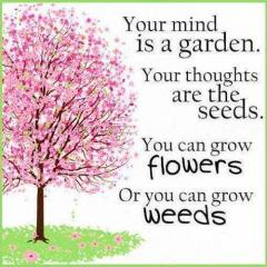 Your Mind is a garden your thoughts are seeds