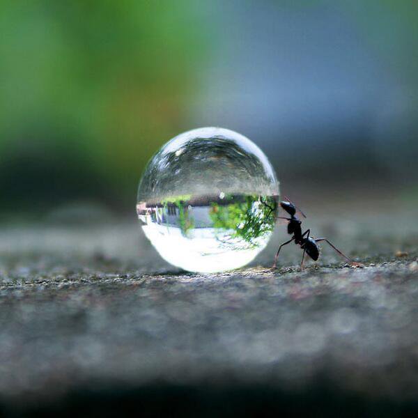 Ant Pushing a Water Droplet