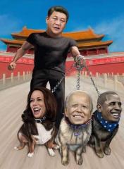 Chinas Lap Dogs Go For a Walk