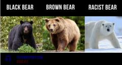 Black bear Brown bear Racist bear