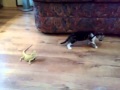 OMG LOL!!! Cat/Kitten vs. Lizard
