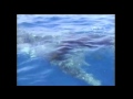 Whale Shark Seeks Help