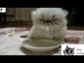 CATS Epic Funny Compilation (September 2013)