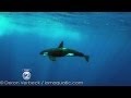 Rare killer whale in Hawaii
