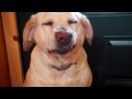 Denver Official Guilty Dog Video