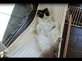 Timo the Cat and his hammock (part 3) check out his progress