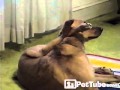 INCREDIBLE Yoga Dog- PetTube
