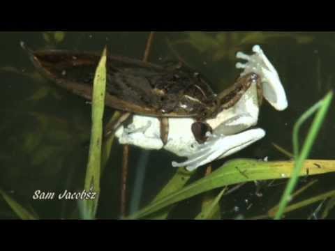 Giant Water Bug capturing Southern Foam Nest Frog.
