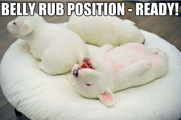 Time for the belly rub!