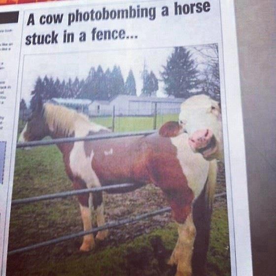 A cow photobombing a horse stuck in a fence lol