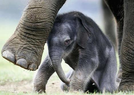 Baby Elephant