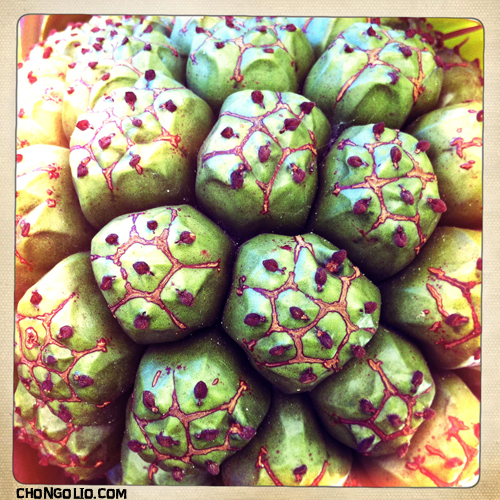 Hala Fruit from the Pandanus Tree