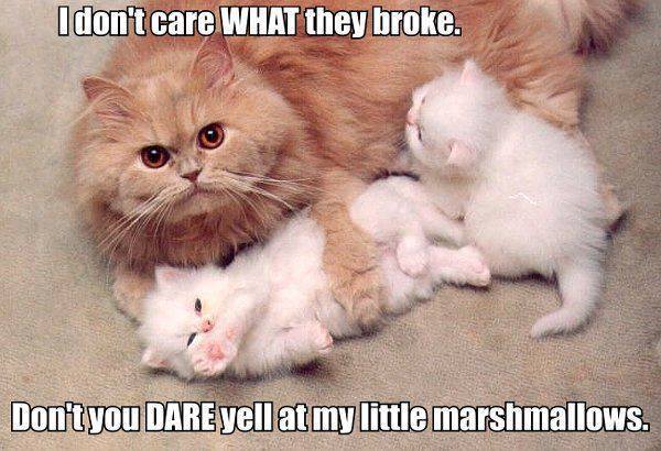 I dont care what they broke Dont yell at my little marshmallows