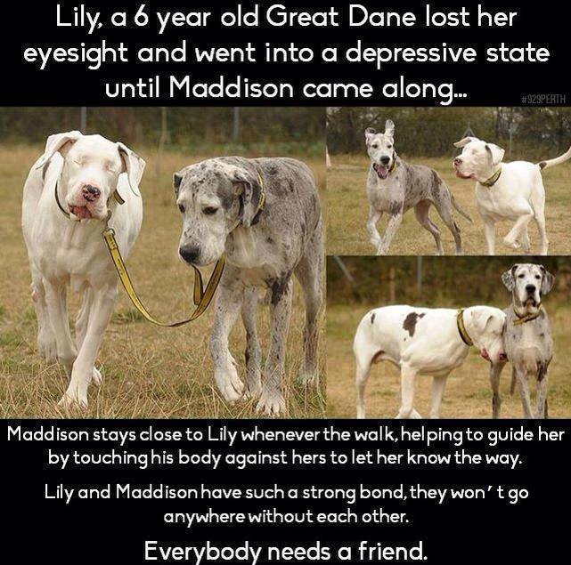 Lilly and Madison A blind dog and seeing dog are friends