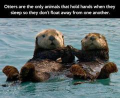 Otters are the only animal that hold hands when they sleep so they won&#039;t drift away from each other