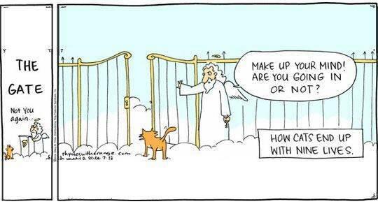 how cats end up with nine lives