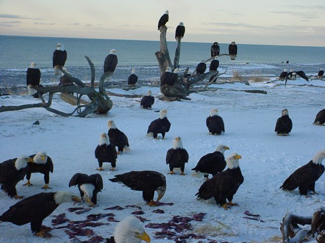 Feeding the Eagles