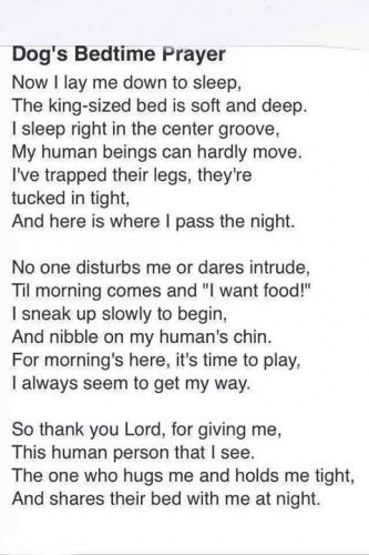 Dogs Bedtime Prayer