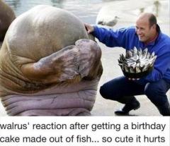 Walrus reaction after getting fish birthday cake
