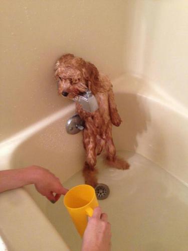 Bath time Doggy in a corner of a tub hehe