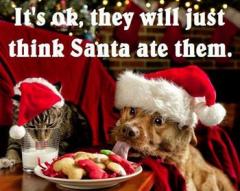 cat and dog Christmas bandits