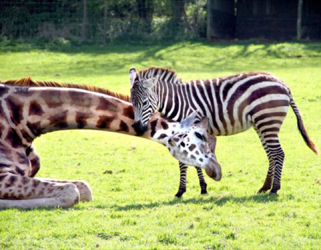 Best buddies Giraffe and Zebra