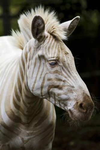 Zoe the golden zebra was born in Hawaii