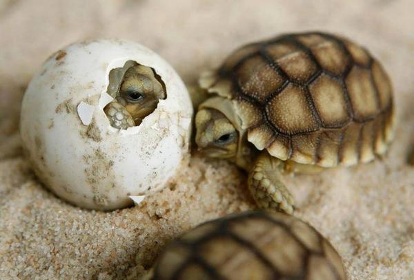 Baby turtles hatching