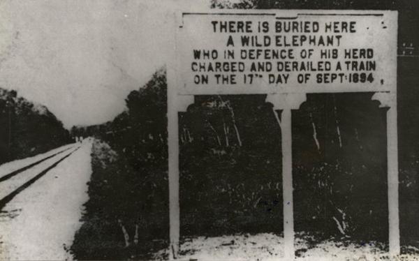 Elephant charged a train in defence of his herd grave site