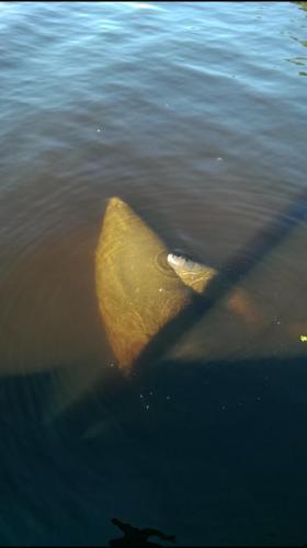 Mother and baby manatees