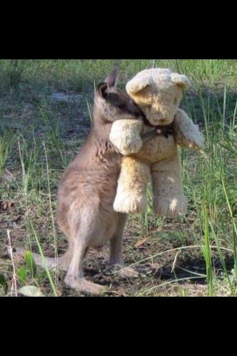 AW Cute kangaroo hugging teddy bear