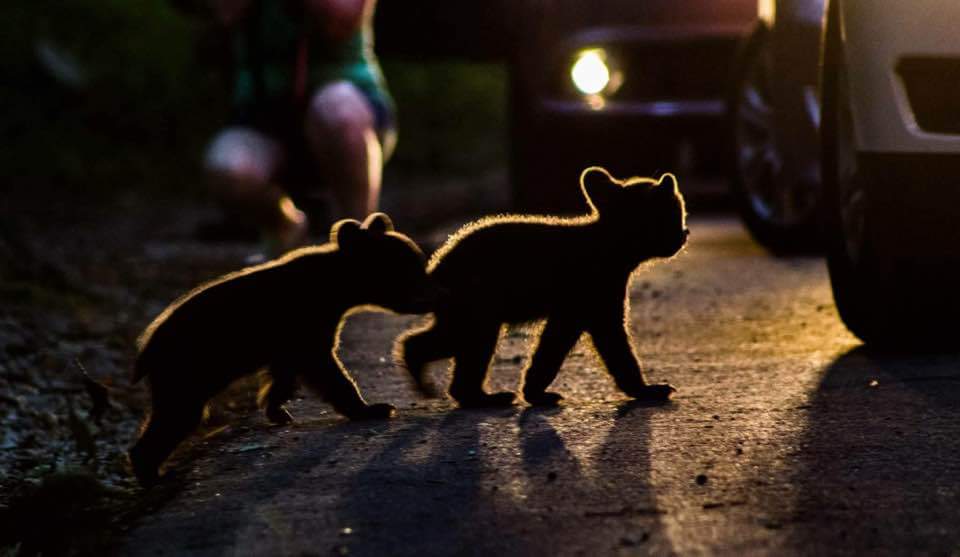 Baby Bears escape Gatlinburg fire