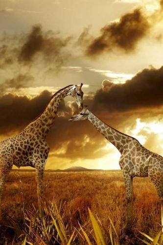 giraffes in love