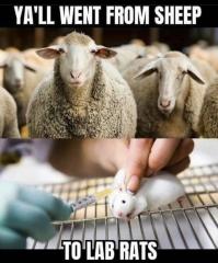 When Sheep became Lab Rats