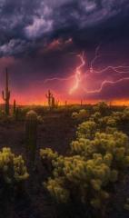 Saguaro National Park, AZ