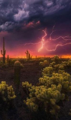 Saguaro National Park, AZ