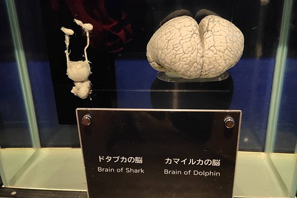 Brain of a shark vs brain of a dolphin