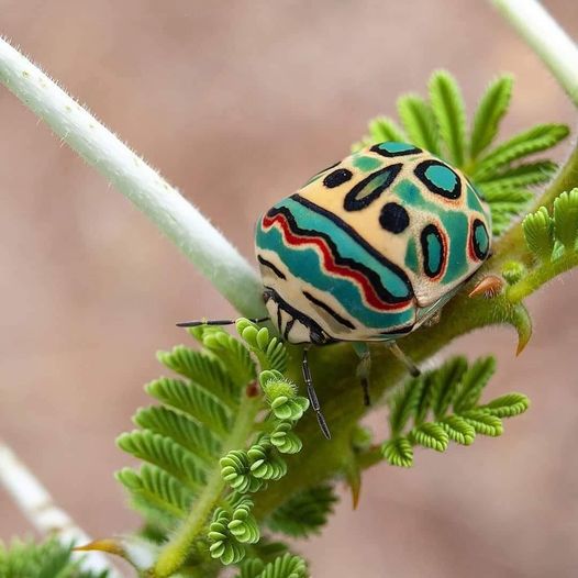 picasso bug