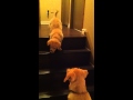 Puppy teaching Puppy to go down stairs!  SO cute! - ORIGINAL VIDEO! (from owner)