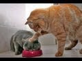 Animals Can Be Jerks - Supercut Compilation 2013!