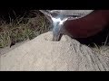 Casting a Fire Ant Colony with Molten Aluminum (Cast #043)