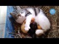 Sweet Mom Cat Adopts Abandoned Baby Ducklings